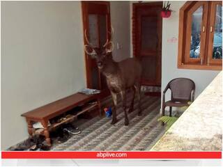 कमरे में जा घुसा सांभर हिरण, फिर वन विभाग की टीम ने किया रेस्क्यू, 1000 से ज्यादा लोगों की लगी भीड़