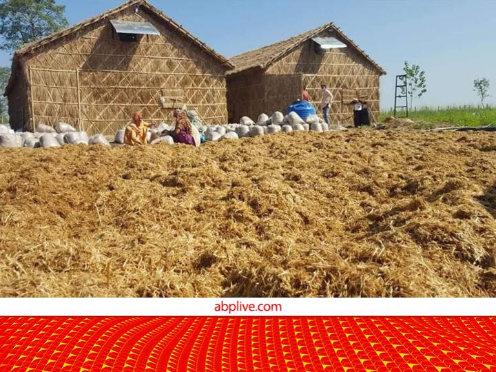 Bihar Government Provide Subsidy under Mushroom Hut Scheme for Mushroom Cultivation in Bihar Profitable Farming: घास-फूस की झोंपड़ी में भी उग जाती हैं ये फसल, लाखों की होगी कमाई, सरकार भी देगी सब्सिडी