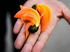 Magh Purnima 2023: माघ पूर्णिमा पर पलाश के फूल से करें ये खास उपाय, मां लक्ष्मी की बरसेगी कृपा