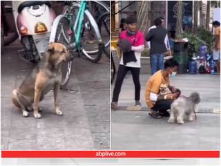 Video: पालतू जानवरों को टकटकी लगाए नजर आया स्ट्रीट डॉग, आप भी देखिए इमोशनल वीडियो