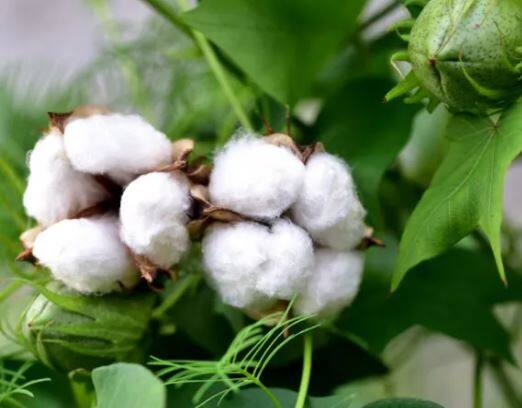 Cotton : कापसाच्या दरात वाढ होणार, अभ्यासकांचा अंदाज