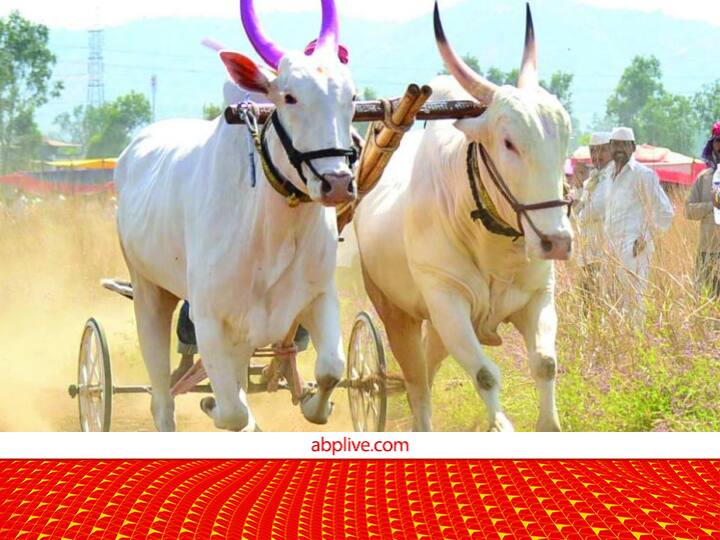Famous Bull Race: सिर्फ चारा नहीं, घी-मेवा खाते हैं यहां के बैल... इस खास डिश के पीछे है ये अहम कारण Bull are being prepared by feeding ghee and dry fruits for the famous bullcart race of Bundelkhand Famous Bull Race: सिर्फ चारा नहीं, घी-मेवा खाते हैं यहां के बैल... इस खास डिश के पीछे है ये अहम कारण