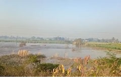 Solapur News: उजनी पाटबंधारे विभागाचा उजवा कालवा फुटला, शेकडो एकर शेती पाण्यात