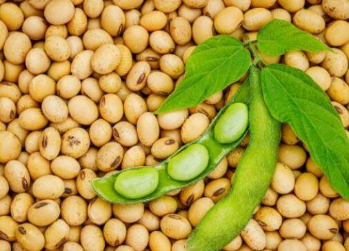 सोयाबीनच्या दरात मोठी घसरण, शेतकरी संकटात