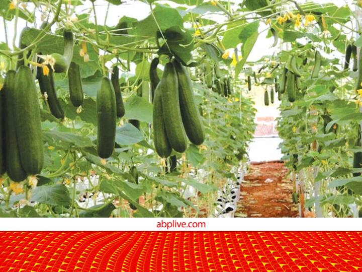 Top Profitable Crop Of Jayad Season Or Most Profitable Crop Farming