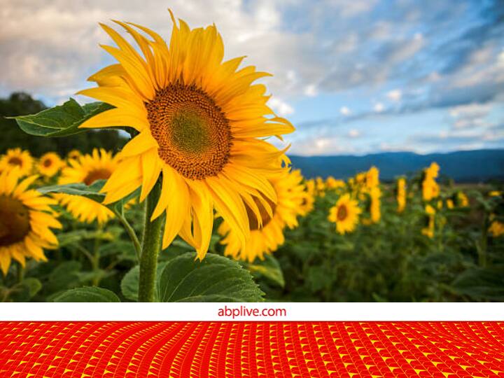 Sunflower cultivation farmer can earn good profit in less time Sunflower : सूर्यफुल शेती करा, कमी वेळात भरघोस नफा मिळवा; वाचा सविस्तर माहिती  