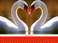 प्यार करने वालों को क्यों कहा जाता है 'दो हंसों का जोड़ा'? ये है इसके पीछे का कारण