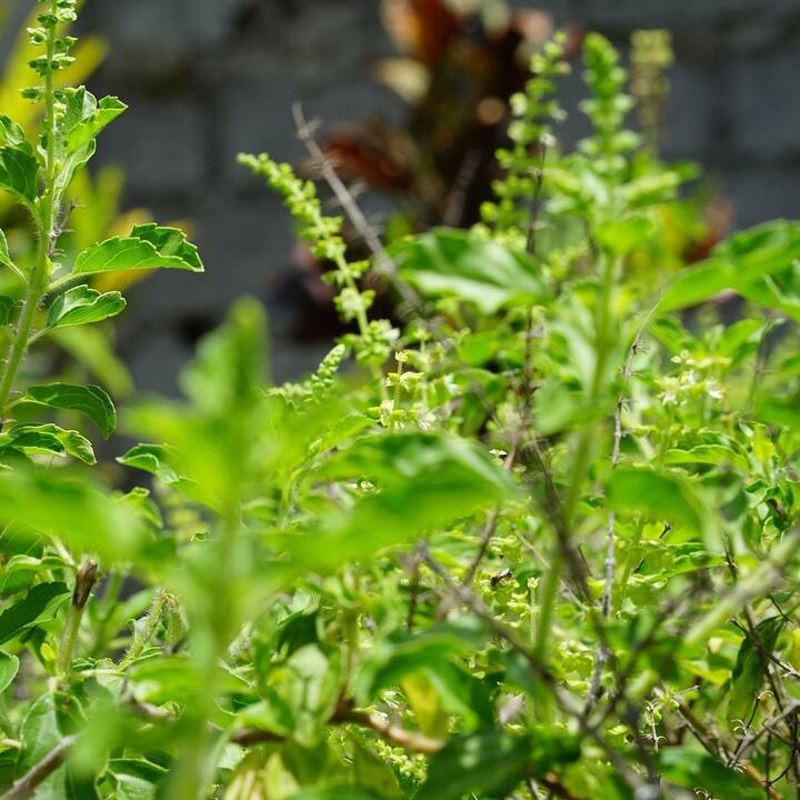পুজো এবং অনেক ধর্মীয় আচার-অনুষ্ঠানে তুলসি পাতা ব্যবহার করা হয়। তুলসি গাছ সবসময় সবুজ থাকতে হবে। বাড়িতে তুলসি শুকানো অশুভ মনে করা হয় না। চলুন জেনে নেওয়া যাক তুলসি শুকিয়ে গেলে কী করা উচিত ।