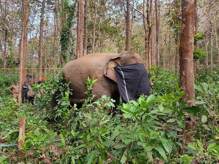 Petition Filed In Kerala High Court Against Recent Capture And Training Of 2 Wild Elephants