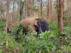 Petition Filed In Kerala High Court Against Recent Capture And Training Of 2 Wild Elephants