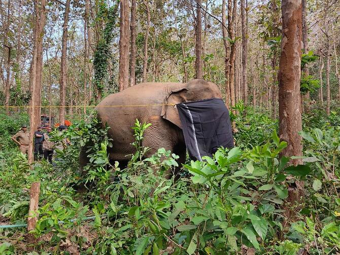 Wild animals entering human territory like never before; Tigers, elephants  top intruders - KERALA - GENERAL