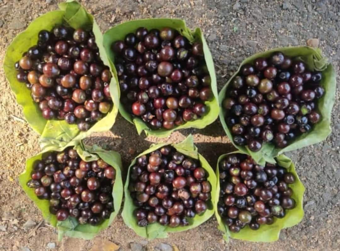 Cuddapah almond Plant 