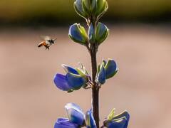 Photos: रौनक वही पुरानी लेकिन टाइटल नया, राष्ट्रपति ने बदला ऐतिहासिक मुगल गार्डन का नाम