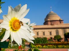 Rashtrapati Bhavan's Mughal Gardens Renamed 'Amrit Udyan', A Horticultural Paradise — IN PICS