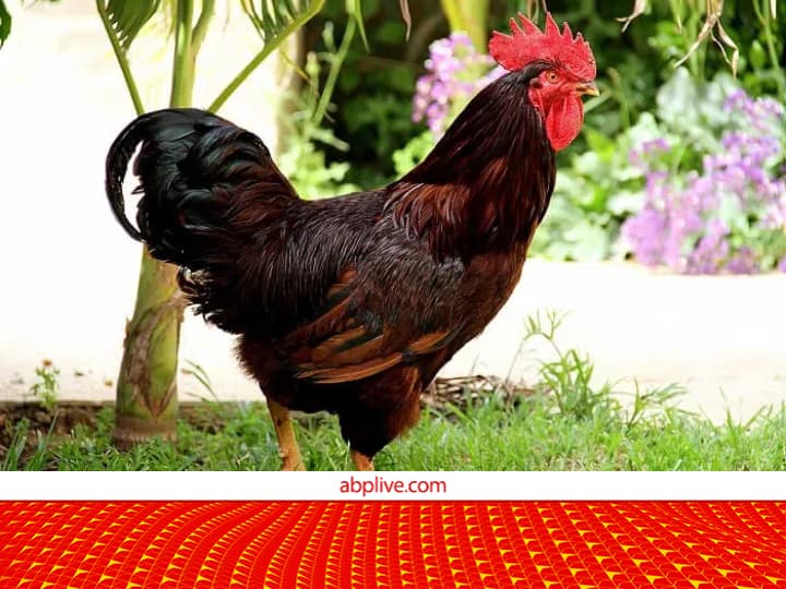 Most Profitable Poultry Farming With Rhode Island Red RIR Murgi Provide Bumper Egg And Chicken production Poultry farming: अंडे-चिकन के बिजनेस में चार चांद लगा देगी ये मुर्गी,  बंपर कमाई के लिए आज ही खरीद लाएं