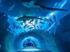 IRCTC Tour Package: थाईलैंड के लिए शानदार एयर टूर पैकेज लॉन्च, बैंकॉक-पटाया घूमने का जबरदस्त मौका, देखें पूरी डिटेल्स