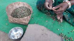 In Pics: छत्तीसगढ़ के इस संभाग में पाई जाती है देश की सबसे महंगी वनोपज, कीमत जान हो जाएंगे हैरान, सेहत से होती है भरपूर