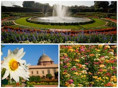 Rashtrapati Bhavan's Mughal Gardens Renamed 'Amrit Udyan', A Horticultural Paradise — IN PICS