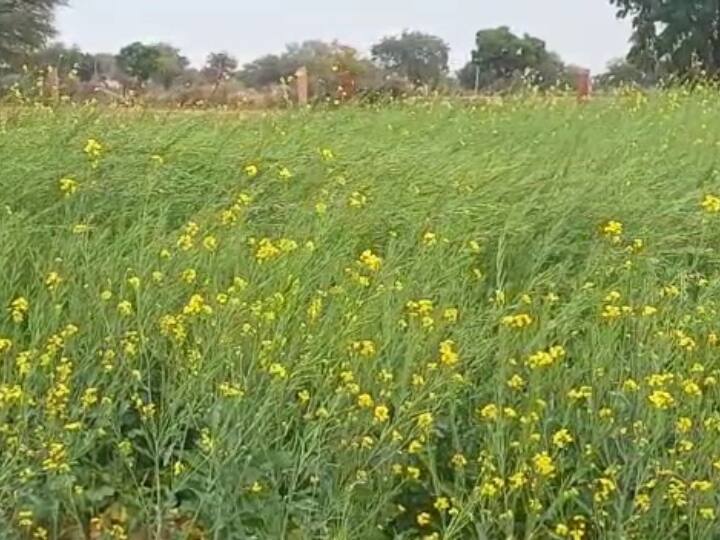 Unseasonal Rain: Gujarat agriculture department to get report from unseasonal rain report Agriculture News: કૃષિ વિભાગે માવઠાવાળા વિસ્તારોમાંથી મંગાવ્યો રિપોર્ટ, ખેડૂતોને સહાય આપશે સરકાર ?