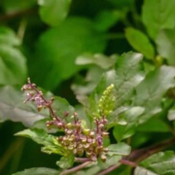 হিন্দু ধর্মে তুলসি গাছকে অত্যন্ত পবিত্র বলে মনে করা হয়। মনে করা হয় যে, তুলসি গাছে দেবী লক্ষ্মী বাস করেন।