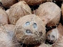 Magh Purnima 2023: માહ પૂર્ણિમાએ કરો નારિયેળનો આ સિદ્ધ પ્રયોગ, બંધ કિસ્મતના ખુલ્લી જશે તાળા