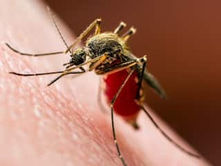 World Mosquito Day: जीवन पर भारी पड़ सकते हैं मच्छर, जानिए इनसे बचने के लिए क्या करें