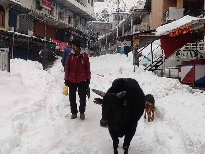 जनवरी महीने के अंत में किन्नौर में भी जमकर बर्फबारी हुई है. बर्फबारी की वजह से आम जनजीवन भी अस्त-व्यस्त हुआ है. आम लोगों के साथ आवारा पशुओं को भी परेशानी का सामना करना पड़ रहा है. तस्वीर में आवारा पशु ठंड में ठिठुरते नजर आ रहे हैं. हिमाचल प्रदेश में निराश्रित पशुओं की संख्या 9 हजार से ज्यादा है. (फोटो क्रेडिट- अंकुश डोभाल)