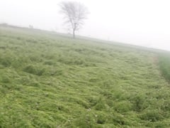 Kota Weather Update: कोटा में बारिश के साथ पड़े ओले, फसलें हुईं चौपट; तस्वीरों में देखें मौसम ने कैसे मचाई तबाही