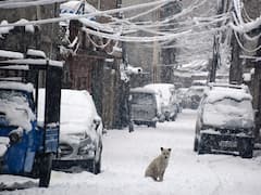 In Pics: Fresh Snow Blankets Srinagar On Last Day Of Chilla-i-Kalan. Road, Air Traffic Affected