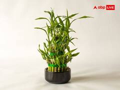 Valentine’s Day 2023: इस साल वैलेंटाइन डे पर चॉकलेट और टेडी नहीं, दें प्रकृति का उपहार, वास्तु के अनुसार गिफ्ट करें ये पौधे, बढ़ेगा प्यार