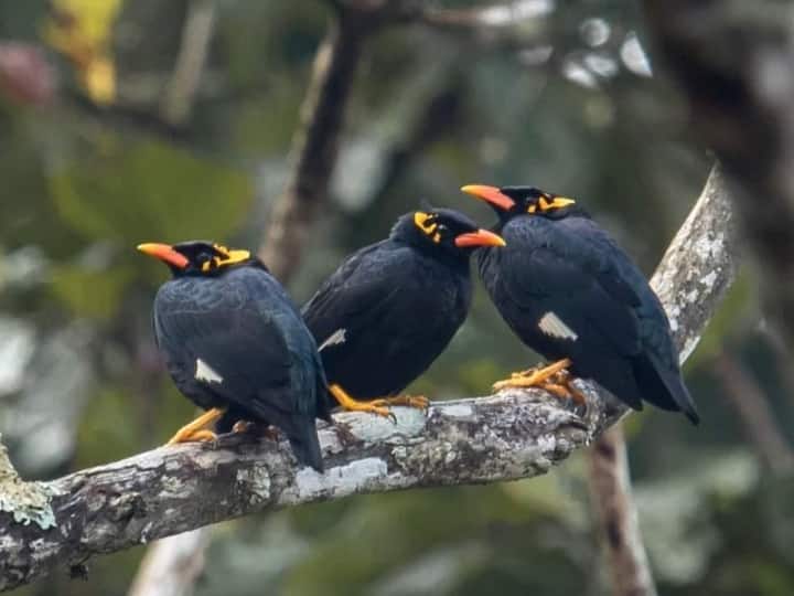 Lamani Bird Park: बस्तर में राजकीय पक्षी पहड़ी मैना विलुप्ति की कगार पर, विदेशी पक्षियों पर ढाई करोड़ खर्च bastar Chhattisgarh State bird Pahadi Maina in danger government spent crores on Lamani Bird Park ANN Lamani Bird Park: बस्तर में राजकीय पक्षी पहड़ी मैना विलुप्ति की कगार पर, विदेशी पक्षियों पर ढाई करोड़ खर्च