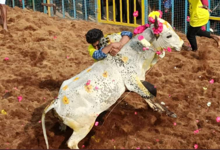 Trichy: 40 people injured in jallikattu competition TNN திருச்சி: கருங்குளம் ஜல்லிக்கட்டில் காளைகள் முட்டியதில் 40 பேர் காயம்