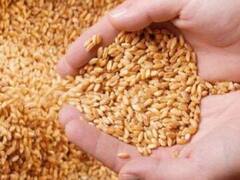 Wheat Flour Price Hike :  तुमच्या ताटातल्या चपातीची किंमत वर्षात 40 टक्क्यांनी महागली