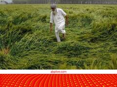 बारिश से हुई फसलें बर्बाद तो मिलेगा मुआवजा......72 घंटे के अंदर यहां इन्फॉर्म करें, जल्द हो जाएगी भरपाई!