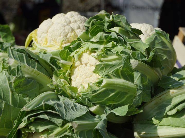 Cauliflower leaves: क्या आप भी कचरे में फेंक देते हैं फूलगोभी के पत्ते? बड़े काम की चीज है ये पत्तियां, जानें फायदे Do Not Throw Cauliflower leaves Has Many Health Benefits Cauliflower leaves: क्या आप भी कचरे में फेंक देते हैं फूलगोभी के पत्ते? बड़े काम की चीज है ये पत्तियां, जानें फायदे
