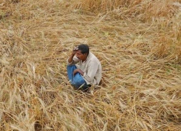 Crop Loss Compensation: PMFBY Claim and Compensation for Crops Damaged due to Rain Crop Loss : વરસાદમાં પાકને થયેલા નુકશાનની ભરપાઈ માટે કરો આટલુ,  માત્ર 72 કલાકનો સમય