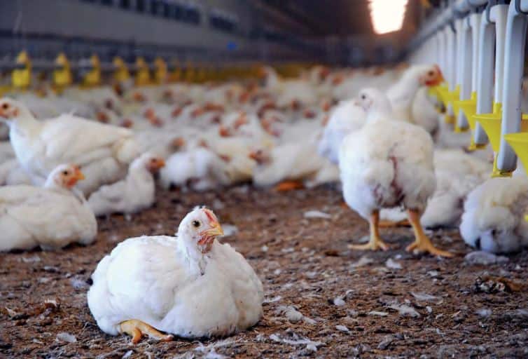 Pakistan Economic crisis chickens worth 30 lakhs looted at gunpoint taken in 3 trucks Pakistan Economic Crisis: कंगाल पाकिस्तान में बंदूक दिखाकर लूटा गया पोल्टी फार्म, 3 ट्रकों में ले गए 30 लाख के मुर्गे