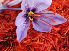 Jaya Ekadashi 2023: जया एकादशी के दिन केसर का ये उपाय दूर करेगा विवाह की बाधा, जल्द बजेगी घर में शहनाई