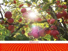 सेब के बगीचे लगाओ, 80% सब्सिडी पाओ....किसान भाई जरूर उठाएं इस योजना का लाभ