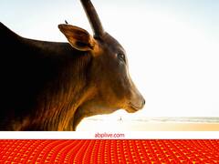 पशुओं के गहरे जख्मों को भी ठीक कर देगा ये कोलेजन जेल, इंफेक्शन का खतरा भी होगा दूर