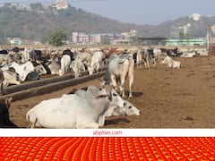 मथुरा में गोबर से CNG गैस बनाएगा अडानी ग्रुप, इस बड़ी गौशाला में बन रहा Bio Gas Plant, गौ सेवा के साथ कमाई का है प्लान