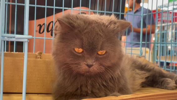 Petex 2023 Show In Hyderabad Hitex: 3 రోజుల పాటు అలరించిన పెటెక్స్ షో