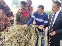 उदयपुर में बारिश और ओलावृष्टि से रबी की फसल को नुकसान, क्लेम के लिए किसान करें ये काम