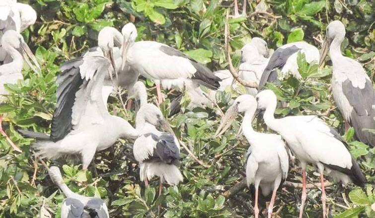 84 species of birds found in bird survey in Trichy district TNN திருச்சி மாவட்டத்தில் பறவைகள் கணக்கெடுப்பில் 84 வகையான பறவைகள் கண்டுபிடிப்பு