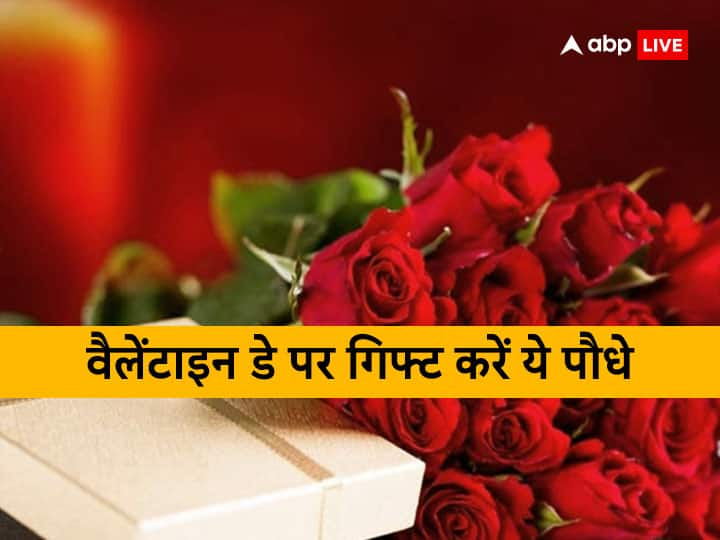 Valentine’s Day 2023 Gift: वैलेंटाइन डे पर पार्टनर को तोहफा देते समय वास्तु नियमों का ध्यान रखें. इस बार अपने पार्टनर को प्रकृति से जुड़ा उपहार दे सकते हैं. इसके लिए पेड़-पौधे सबसे अच्छा विकल्प है.