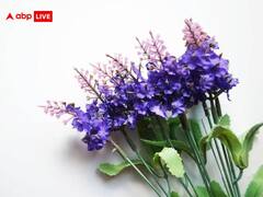 Valentine’s Day 2023: इस साल वैलेंटाइन डे पर चॉकलेट और टेडी नहीं, दें प्रकृति का उपहार, वास्तु के अनुसार गिफ्ट करें ये पौधे, बढ़ेगा प्यार