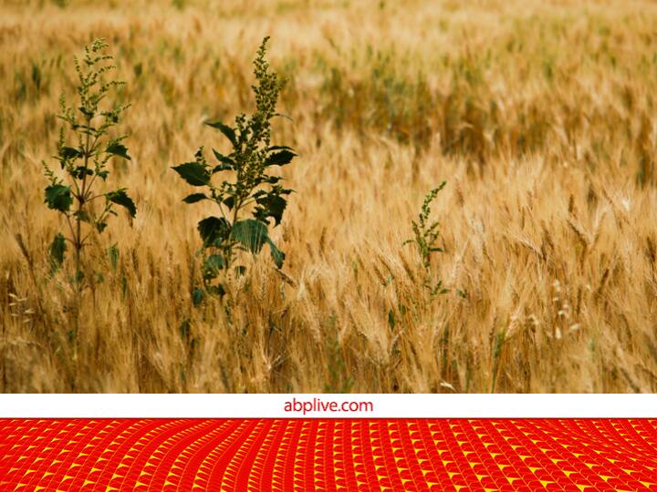 Weed Management in Wheat Crop or Weed Control in Wheat Crop to Secure Grain Production Weed Management: गेहूं की फसल के लिए बेहद खतरनाक है ये पौधा, दिखते ही उखाड़ फेंके वरना घट सकता है प्रोडक्शन