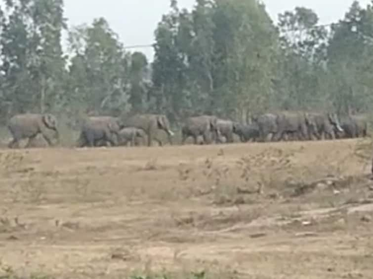 Wild elephants entered the village in droves and the hill villagers were terrified in erode TNN ஈரோடு : கூட்டம் கூட்டமாக கிராமத்திற்குள் நுழைந்த காட்டு யானைகள் - மலைக்கிராம மக்கள் அச்சம்