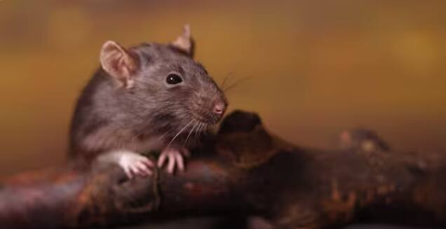 ਕੈਨੇਡਾ 'ਚ ਚੂਹਾ ਪਾਲਣਾ ਬਹੁਤ ਮੁਸ਼ਕਿਲ ਹੈ, ਕਿਉਂਕਿ ਇੱਥੇ ਚੂਹਾ ਪਾਲਣ ਲਈ ਸਰਕਾਰ ਤੋਂ ਮਨਜ਼ੂਰੀ ਲੈਣੀ ਪੈਂਦੀ ਹੈ। ਕੈਨੇਡਾ ਵਿੱਚ ਜ਼ਿੰਦਾ ਚੂਹੇ ਨੂੰ ਵੇਚਣਾ ਜਾਂ ਮਾਰਨਾ ਵੀ ਗੈਰ-ਕਾਨੂੰਨੀ ਮੰਨਿਆ ਜਾਂਦਾ ਹੈ।