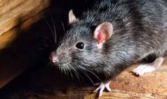 ਇੱਥੇ ਚੂਹਾ ਪਾਲਣਾ ਹੋਵੇ ਤਾਂ ਸਰਕਾਰ ਤੋਂ ਲੈਣੀ ਪੈਂਦੀ ਇਜਾਜ਼ਤ,,, ਜਾਣੋ ਕਿਹੜਾ ਹੈ ਇਹ ਦੇਸ਼